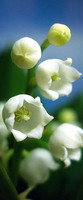Brendas Picks
